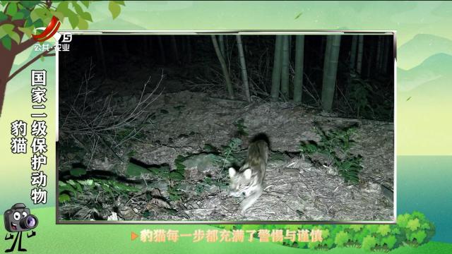 绿野秘踪20250628