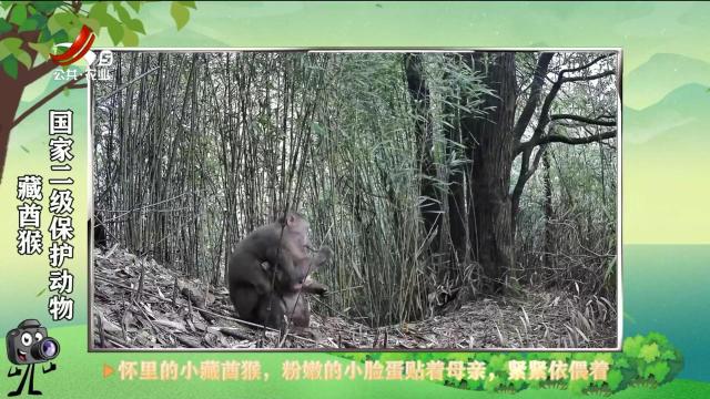 绿野秘踪20250626