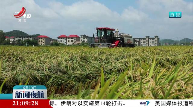 早稻陆续成熟 长势良好丰收在望