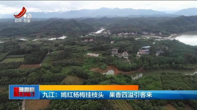 九江：嫣红杨梅挂枝头 果香四溢引客来