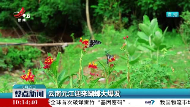云南元江迎来蝴蝶大爆发