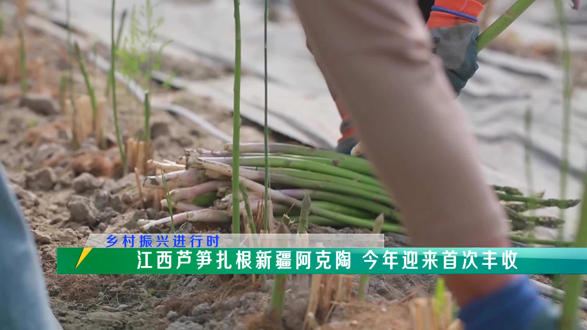 稻花香里20250506 乡村振兴进行时——江西芦笋扎根新疆阿克陶 今年迎来首次丰收