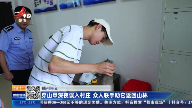 赣州崇义：穿山甲深夜误入村庄 众人联手助它返回山林