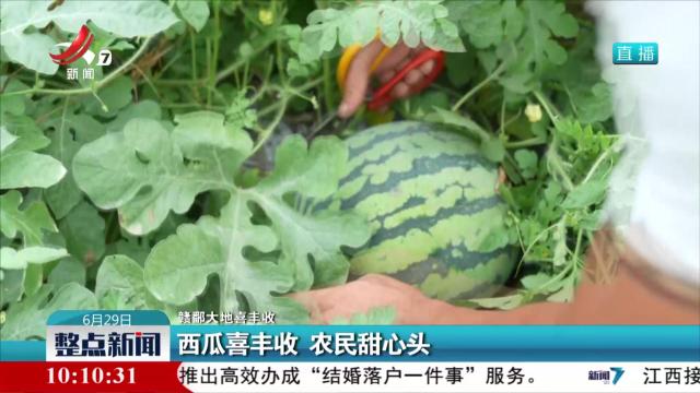 【赣鄱大地喜丰收】西瓜喜丰收 农民甜心头