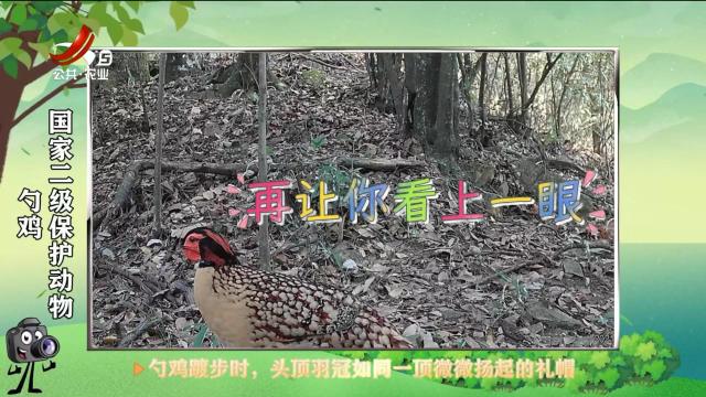 绿野秘踪20250606