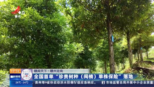 【赣闻天下】赣州定南：全国首单“珍贵树种（闽楠）单株保险”落地