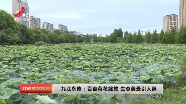 九江永修：百亩荷花绽放 生态美景引人醉