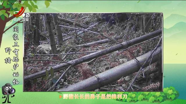 绿野秘踪20250629
