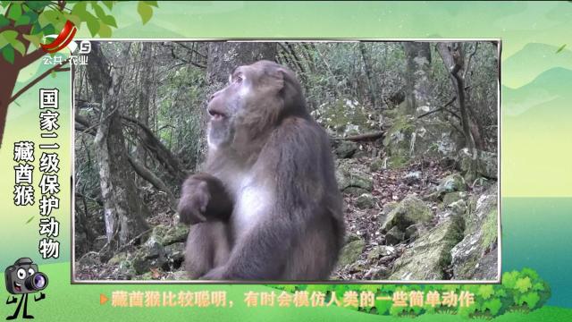 绿野秘踪20250621