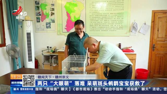 【赣闻天下】赣州崇义：两只“大眼萌”落难 呆萌斑头鸺鹠宝宝获救了