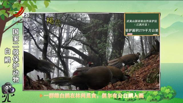 绿野秘踪20250624
