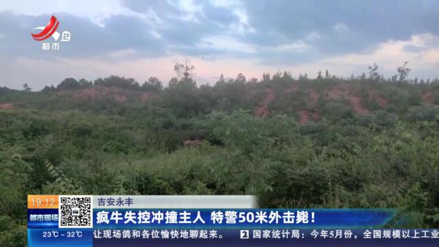 吉安永丰：疯牛失控冲撞主人 特警50米外击毙！