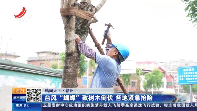 【赣闻天下】赣州：台风“蝴蝶”致树木倒伏 各地紧急抢险