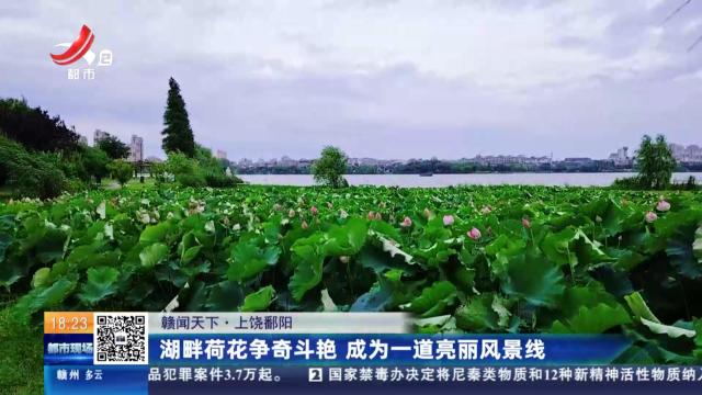 【赣闻天下】上饶鄱阳：湖畔荷花争奇斗艳 成为一道亮丽风景线