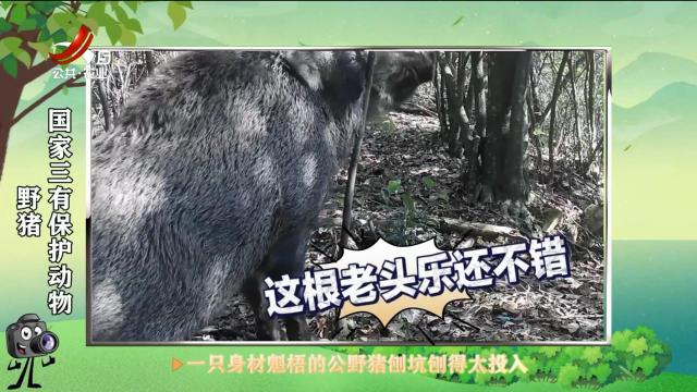 绿野秘踪20250618