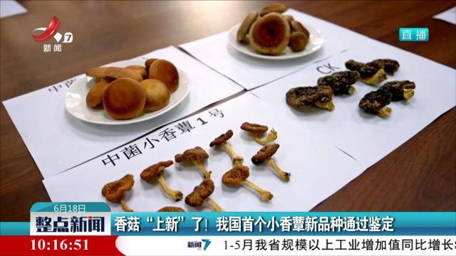 香菇“上新”了！ 我国首个小香蕈新品种通过鉴定