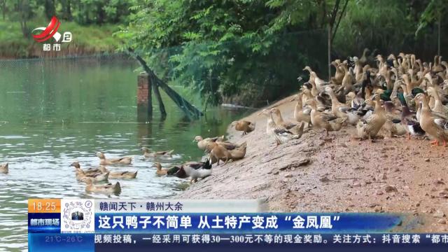 【赣闻天下】赣州大余：这只鸭子不简单 从土特产变成“金凤凰”