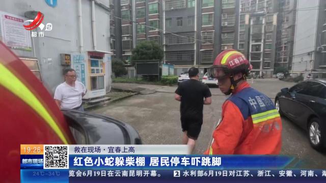 【救在现场】宜春上高：红色小蛇躲柴棚 居民停车吓跳脚