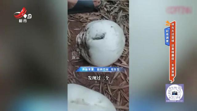 好奇调查：块头大过篮球 这是啥蘑菇？专家答疑