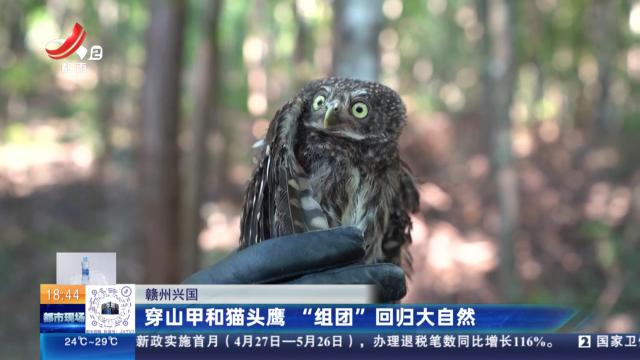 赣州兴国：穿山甲和猫头鹰 “组团”回归大自然