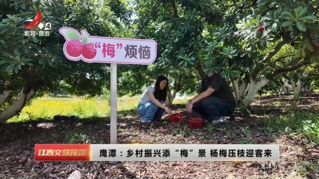 鹰潭：乡村振兴添“梅”景 杨梅压枝迎客来