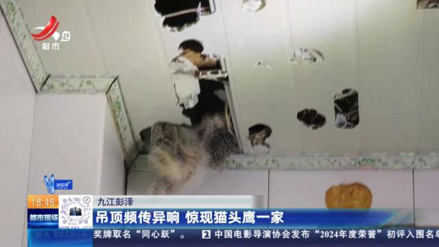 九江彭泽：吊顶频传异响 惊现猫头鹰一家