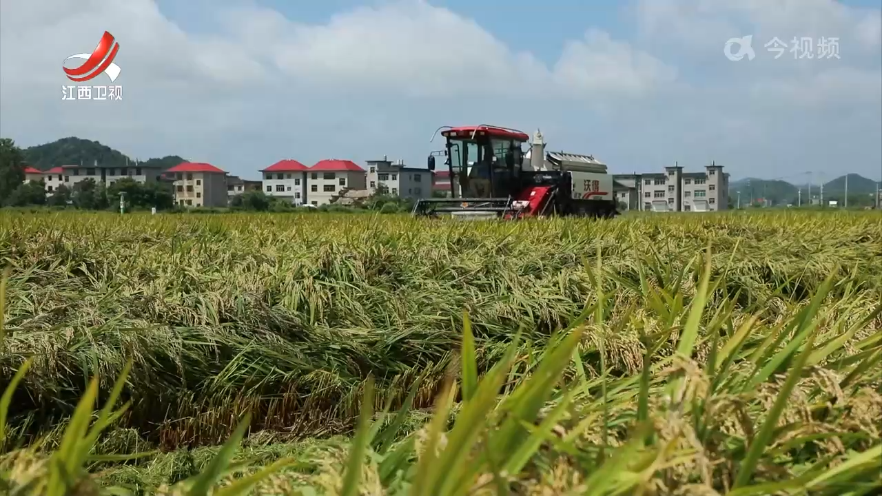 早稻陆续成熟 长势良好丰收在望