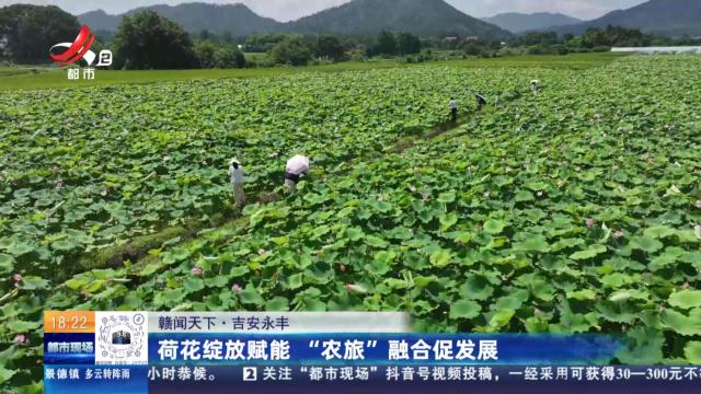 【赣闻天下】吉安永丰：荷花绽放赋能 “农旅”融合促发展
