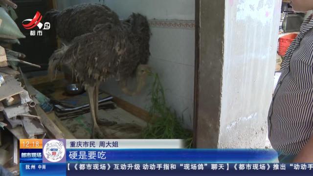 【放眼天下】重庆：鸵鸟流落街头 热心人帮它找主人