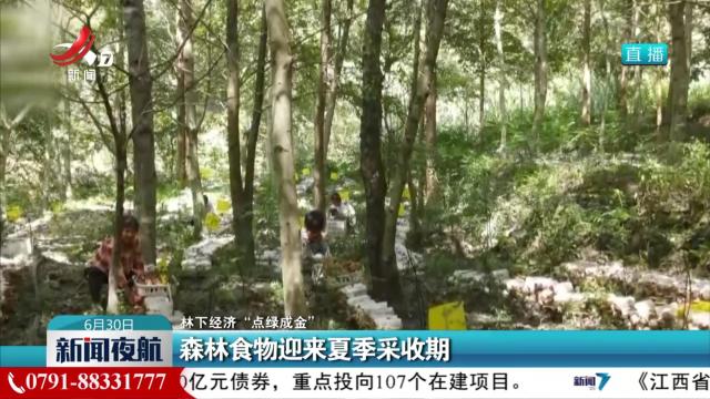 【林下经济“点绿成金”】森林食物迎来夏季采收期