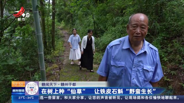 【赣闻天下】赣州于都：在树上种“仙草” 让铁皮石斛“野蛮生长”