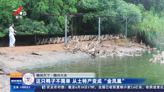 【赣闻天下】赣州大余：这只鸭子不简单 从土特产变成“金凤凰”
