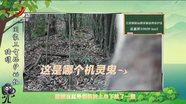 绿野秘踪20250619