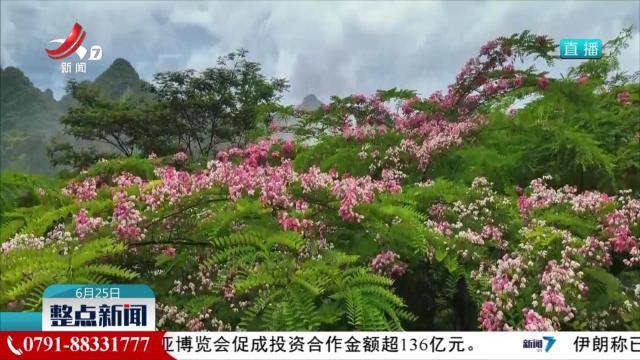 中越边境德天瀑布出现“黄金瀑布”景观