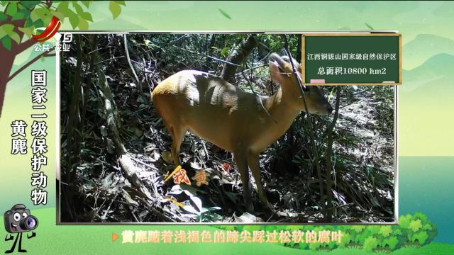 绿野秘踪20250610