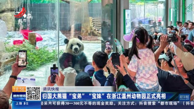 归国大熊猫“宝弟” “宝妹”在浙江温州动物园正式亮相