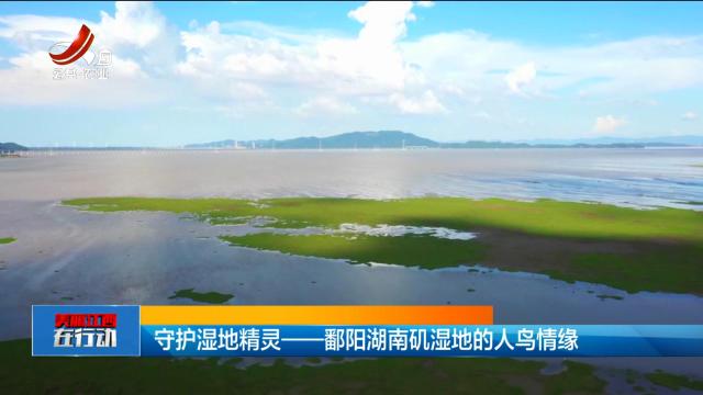 美丽江西在行动20250615 守护湿地精灵——鄱阳湖南矶湿地的人鸟情缘