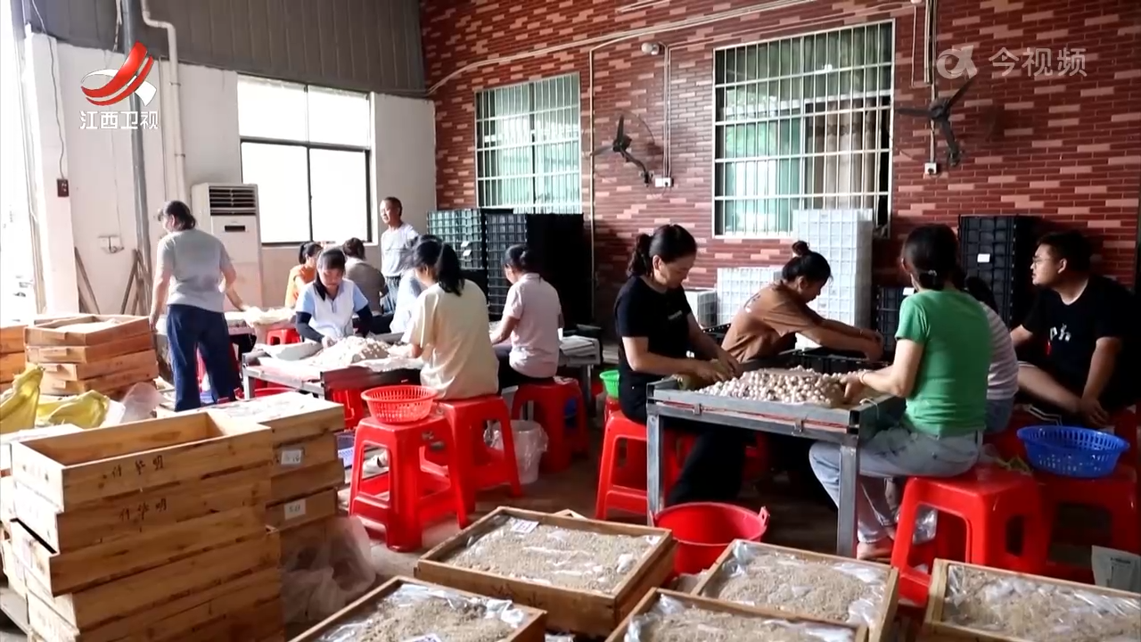 南丰县：培育龟鳖新优品种 为产业注入新活力