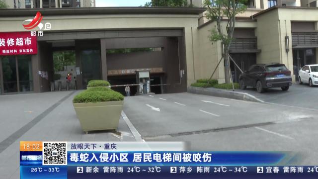 【放眼天下】重庆：毒蛇入侵小区 居民电梯间被咬伤