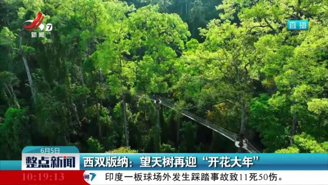 西双版纳：望天树再迎“开花大年”