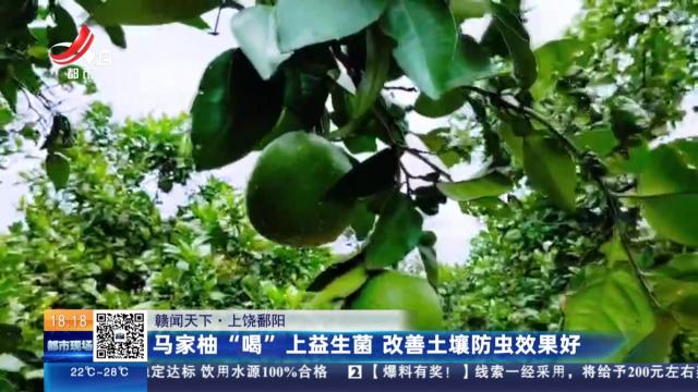 【赣闻天下】上饶鄱阳：马家柚“喝”上益生菌 改善土壤防虫效果好