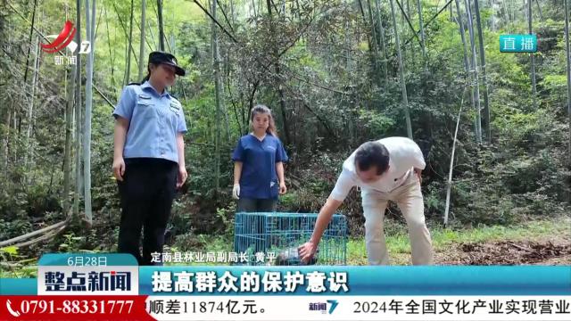 暖心守护 受伤白鹇重回自然