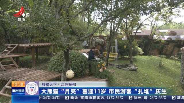 【放眼天下】江苏扬州：大熊猫“月亮”喜迎11岁 市民游客“扎堆”庆生