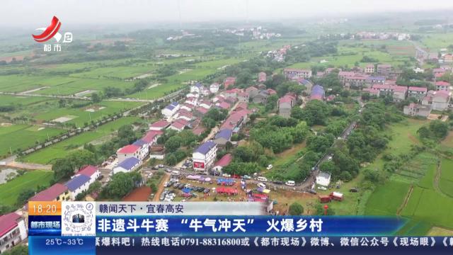 【赣闻天下】宜春高安：非遗斗牛赛 “牛气冲天”火爆乡村