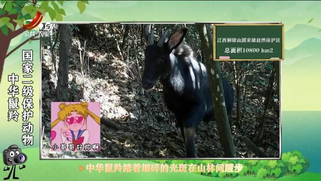 绿野秘踪20250627