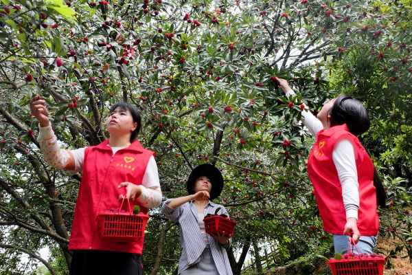 宜春宜丰：杨梅成熟采收忙
