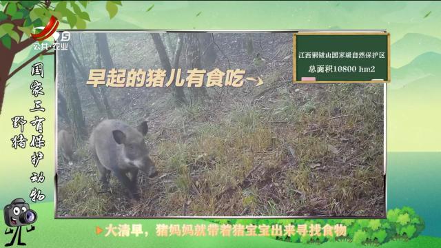 绿野秘踪20250622