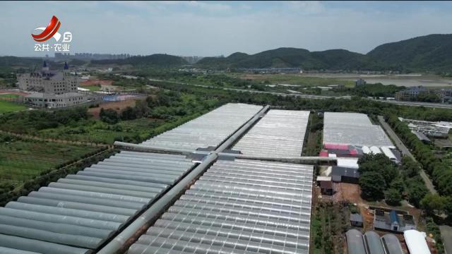 三农头条20250617