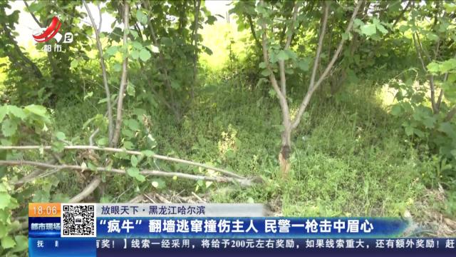【放眼天下】黑龙江哈尔滨：“疯牛”翻墙逃窜撞伤主人 民警一枪击中眉心