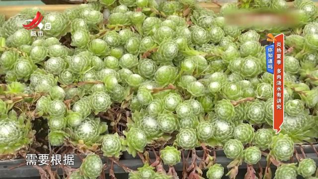 你知道吗：炎热夏季 多肉浇水有讲究